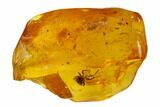 Detailed Fossil Jumping Spider (Araneae) In Baltic Amber - Rare! #150751-1